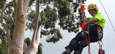 Balwyn Tree Service cover