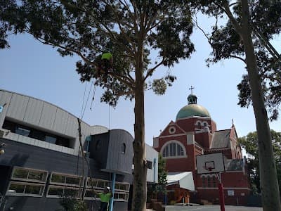 Balwyn Tree Service project 3