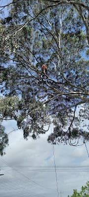 Balwyn Tree Service project 4