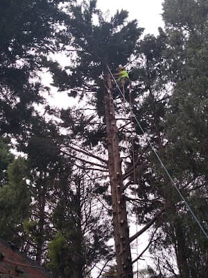 Balwyn Tree Service project 1