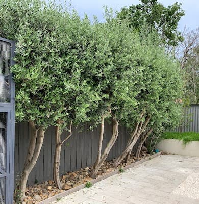 Bayside Garden Care project 4