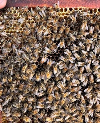 Ben's Bees project 5