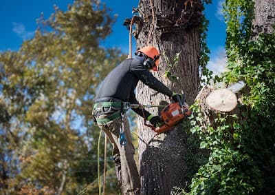 Bendigo Tree Removal Doctor cover