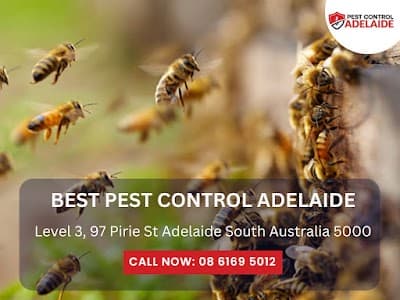 Best Pest Control Adelaide project 3