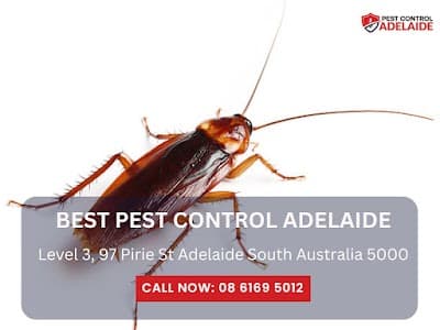 Best Pest Control Adelaide project 4