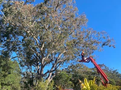 Bob and Ben the Tree Men project 3