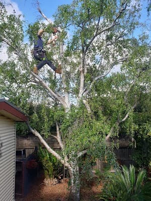 C & D Schroeder Tree Services project 4