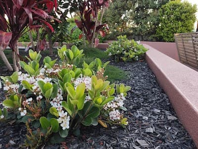Cadenza Landscapes cover