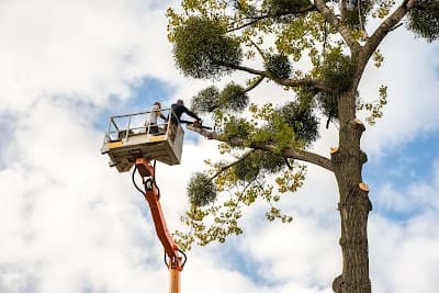 Campbell Tree Care cover