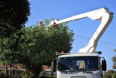 Campbell Tree Care project 4