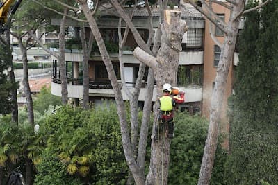 Campbell Tree Care project 5