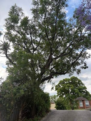 Campbell Tree Care