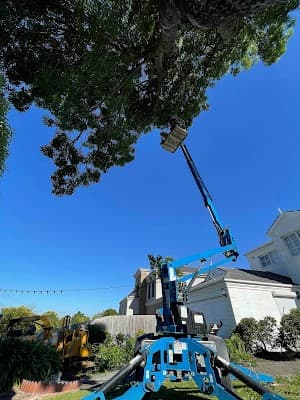 Chris Davies Tree Removals cover