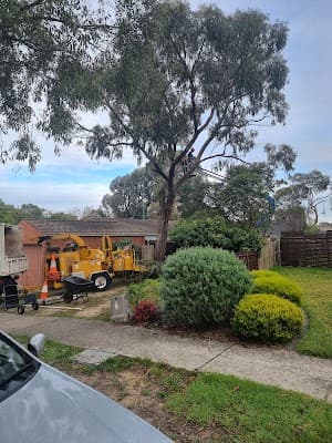 Chris Davies Tree Removals project 3