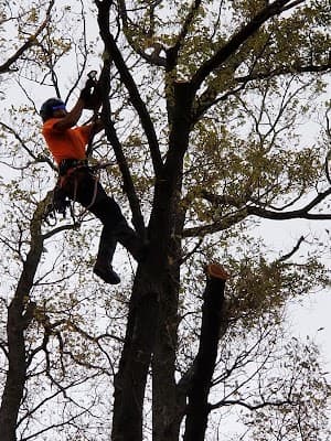 Chris Davies Tree Removals project 6