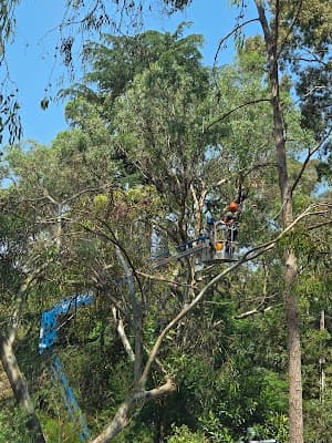 Chris Davies Tree Removals project 1