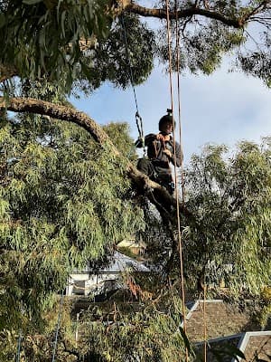 Climb Right Tree Services project 3