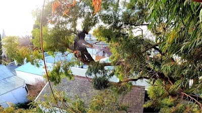 Climb Right Tree Services project 1