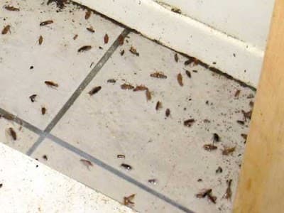 Critter Busters project 3