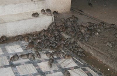 Critter Busters project 4