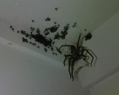 Critter Busters project 5