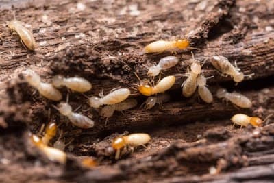 Critter Busters