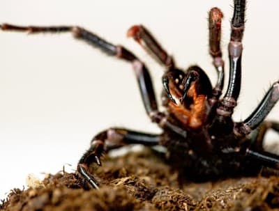 D.R.Falls Pest Control