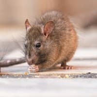 Dandenong Pest Control Pty Ltd