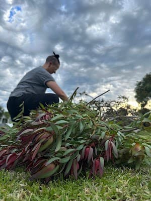 Darling Pea Garden Care project 3