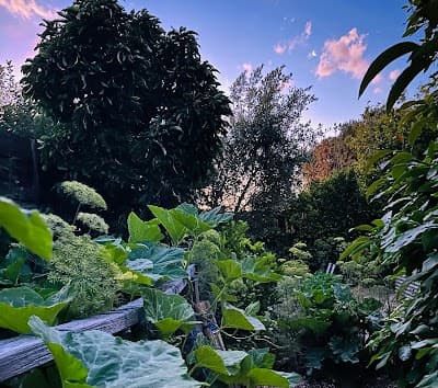 Darling Pea Garden Care project 1