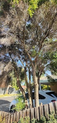 Eid Tree Services project 4