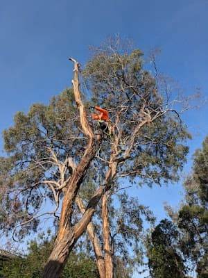 Eid Tree Services project 1