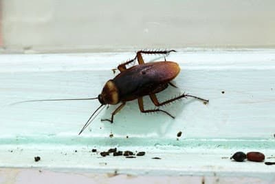 EMK Termite & Pest Control Sydney cover