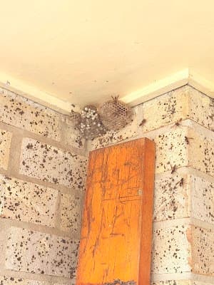 EMK Termite & Pest Control Sydney project 5