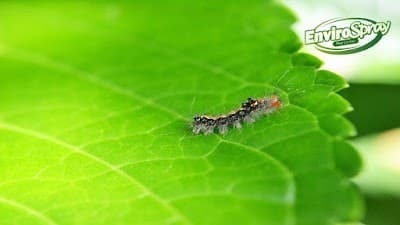 Envirospray - Pest Control Service project 4