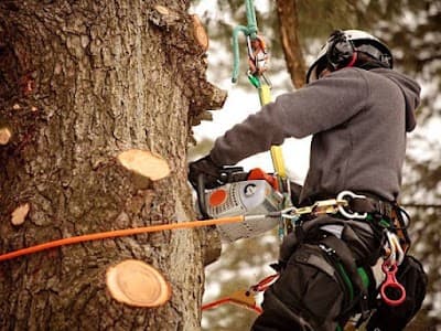 Erae's Tree Service cover
