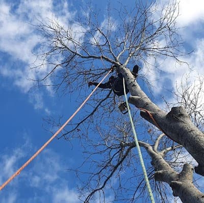 Erae's Tree Service project 3