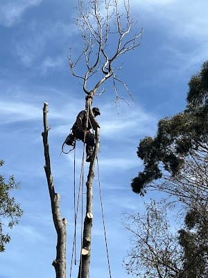 Final Cut Tree Solutions cover