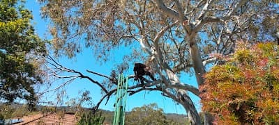 Final Cut Tree Solutions project 3