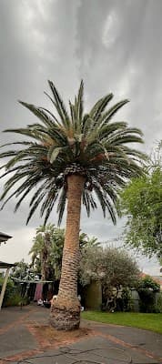 Final Cut Tree Solutions project 4