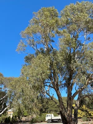 Five Acres Trees cover