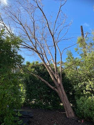FTGU Tree Services project 4