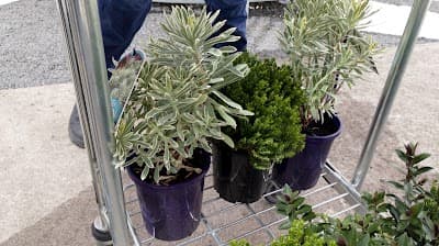 G Gay & Co Mitre 10 Sebastopol project 5