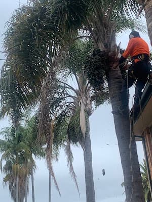 GAP Tree Lopping Services cover