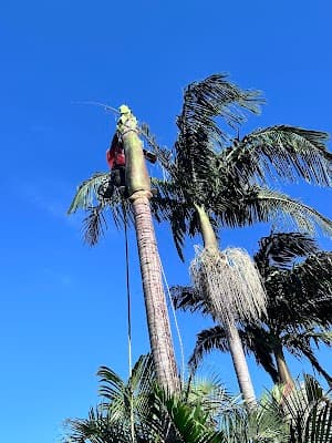 GAP Tree Lopping Services project 3