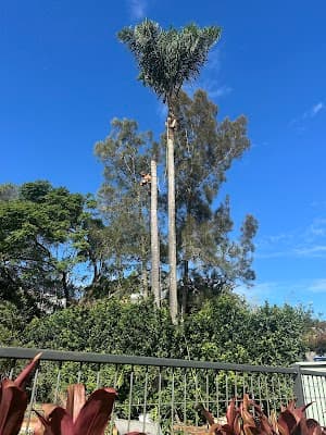 GAP Tree Lopping Services project 6