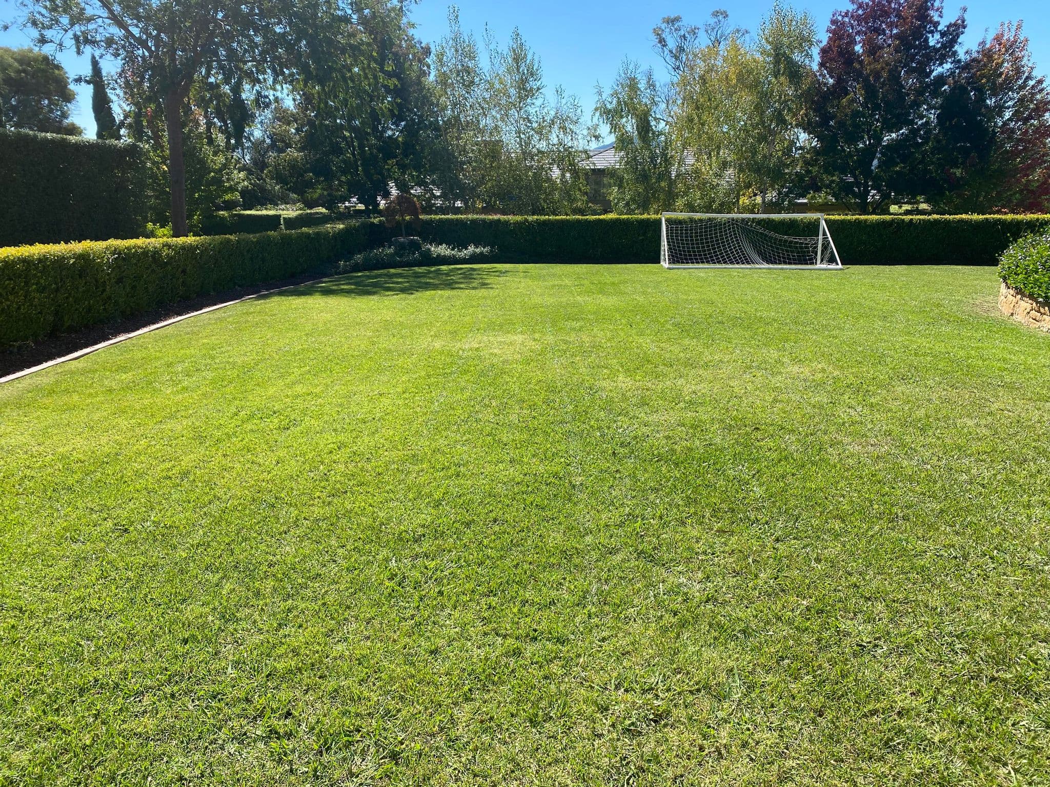 Golden Cane lawns