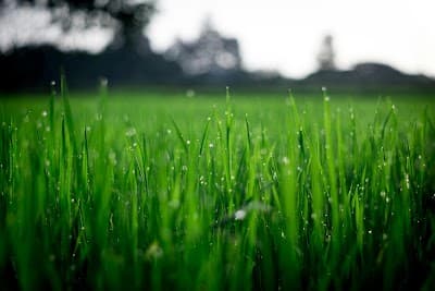 Greater Geelong Mowing & Maintenance project 3
