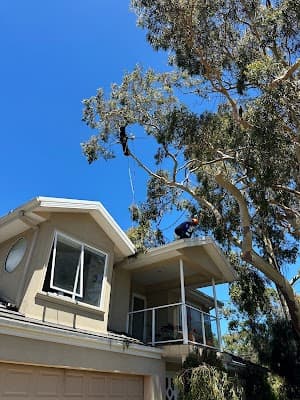 Harry's Yard: Tree Removal Services project 4