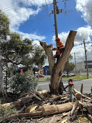 Harry's Yard: Tree Removal Services project 1